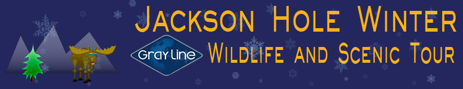Jackson Hole Winter Wildlife and Scenic Tour
